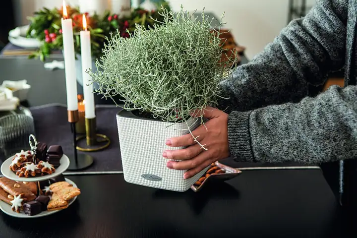 Lechuza: Der Weihnachtsstern, der nicht welkt