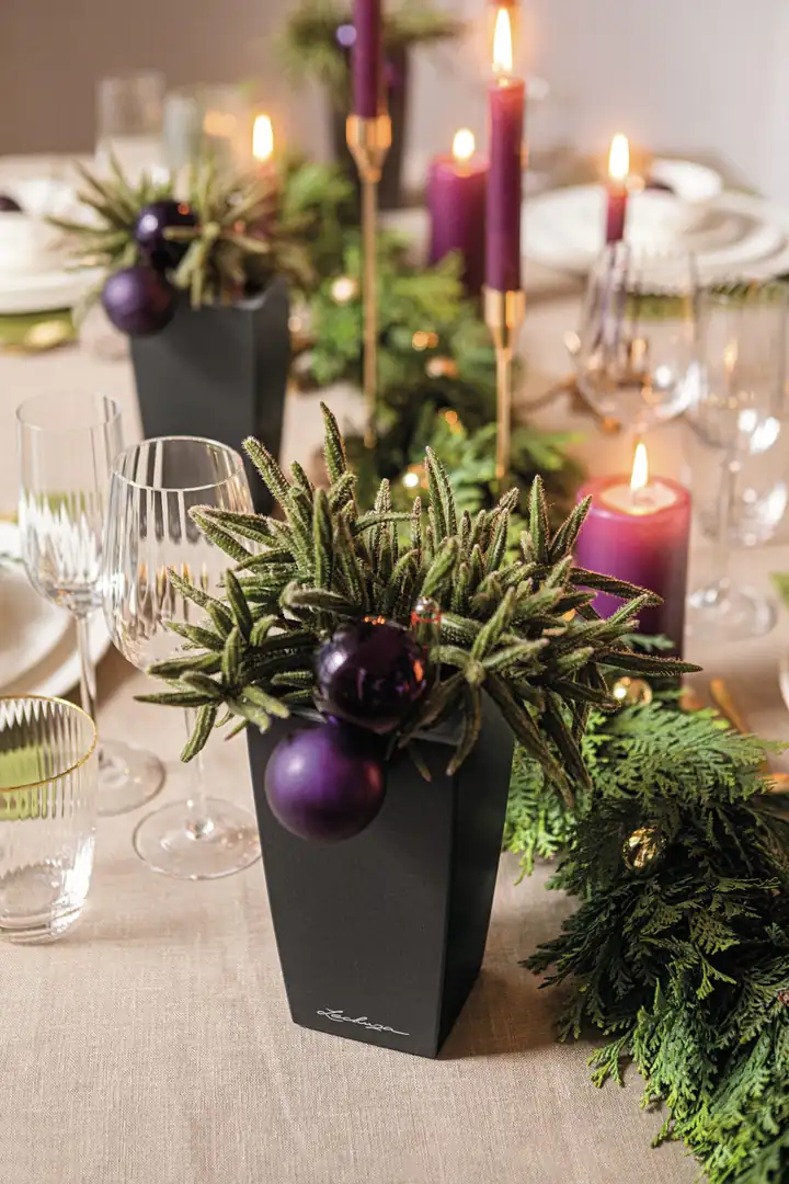 Lechuza Der Weihnachtsstern, der nicht welkt, Ansicht 2