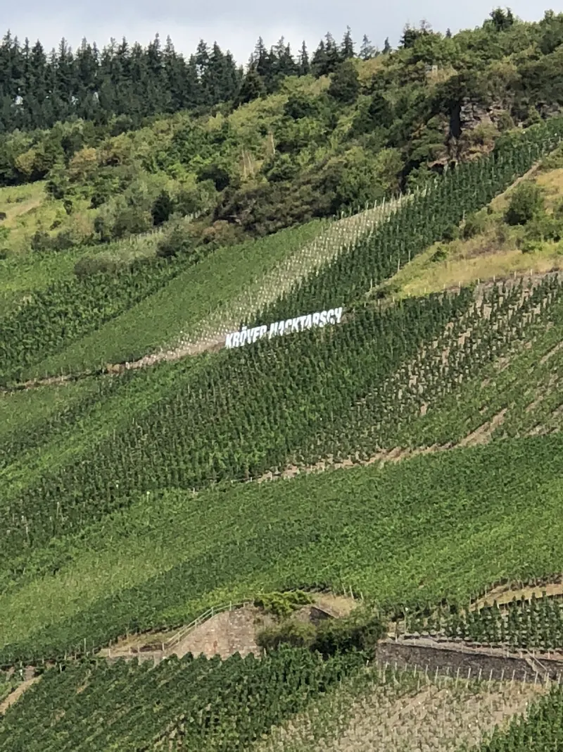 Steiler Weinberg an der Mosel mit weißem Schriftzug Kröver Nacktarsch zwischen den Rebzeilen