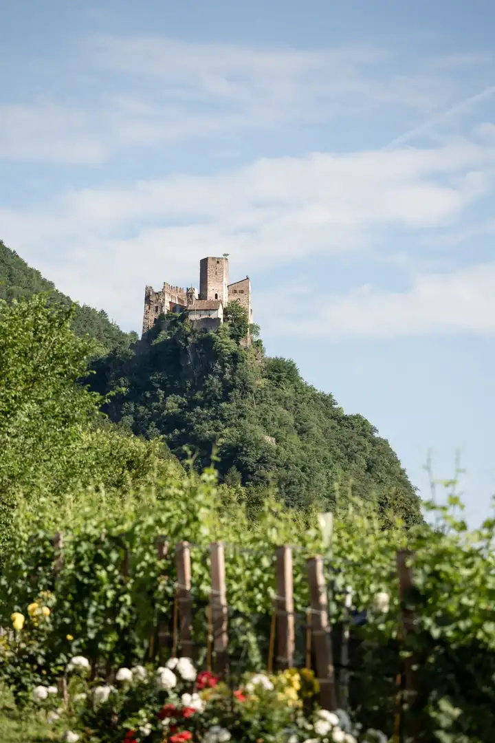 Burg Hocheppan auf einem bewaldeten Felsen, im Vordergrund Reben und Rosen