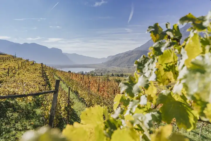 Herbstlich gelbes Weinlaub im Vordergrund, dahinter Rebhänge bei Kaltern, der Kalterer See und Berge im Dunst