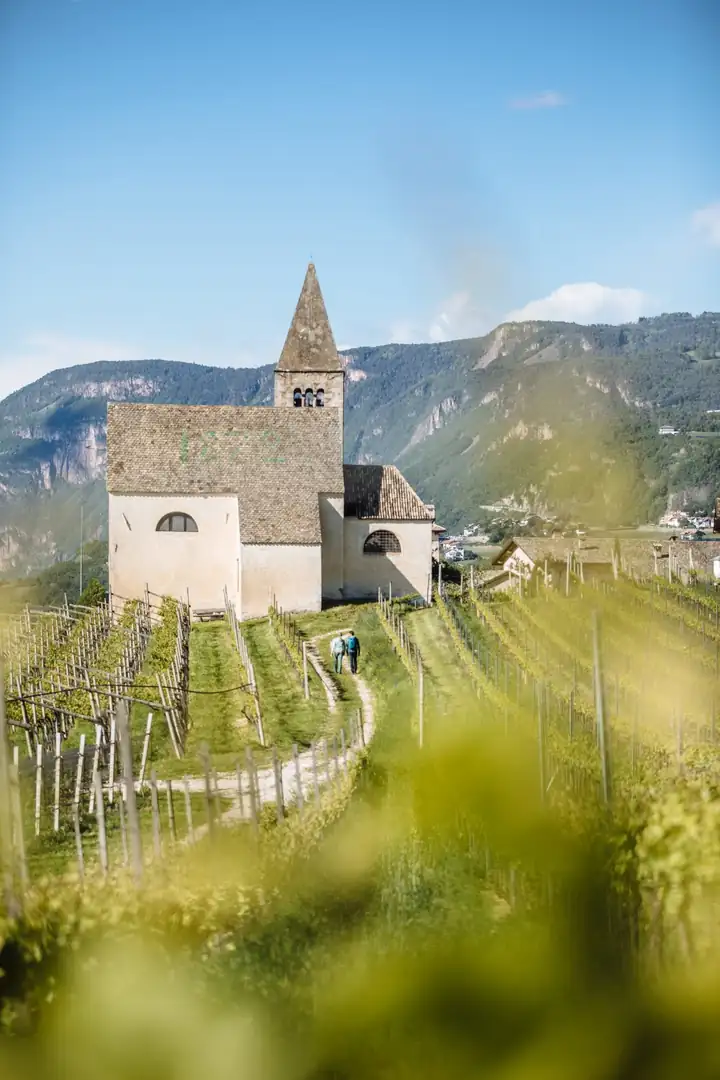 Weiße Kirche St. Michael mit spitzem Turm zwischen Reben in Mazon, dahinter Berge