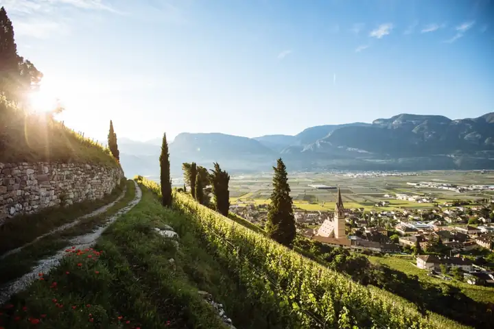 Weg an einer Trockenmauer durch Reben bei Kastelaz, unten Tramin und das Tal im Gegenlicht