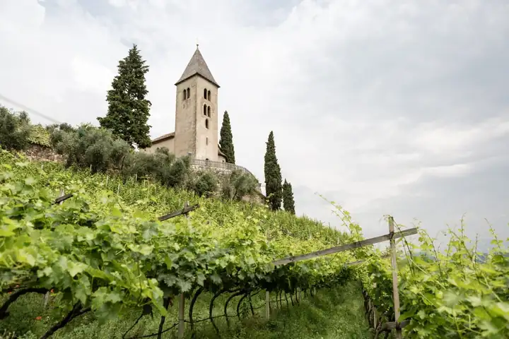 Romanischer Kirchturm von St. Jakob in Kastelaz zwischen Zypressen über grünen Reben