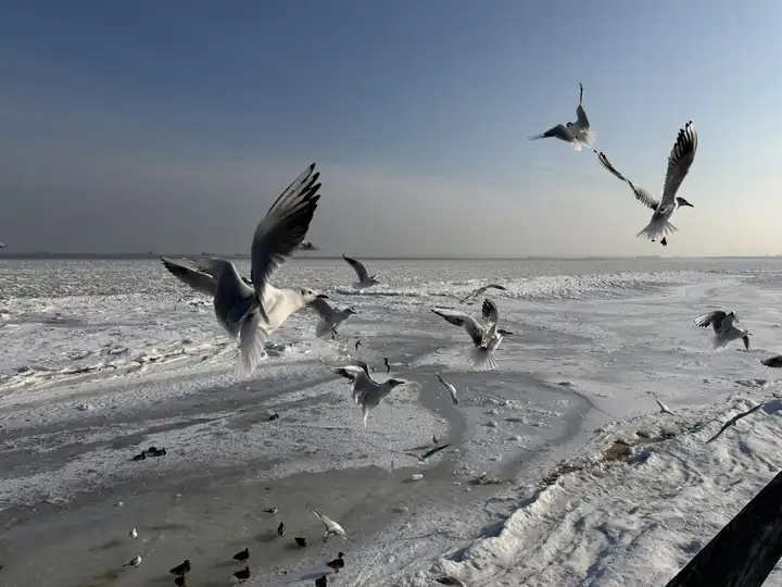Möwen fliegen über der vereisten Ostsee in Ahlbeck unter blauem Himmel