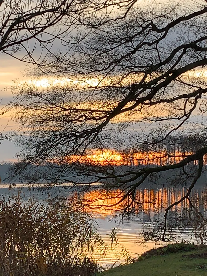 Sonnenuntergang über dem Scharmützelsee, orange Wolken spiegeln sich im Wasser, davor kahle Äste und Schilf