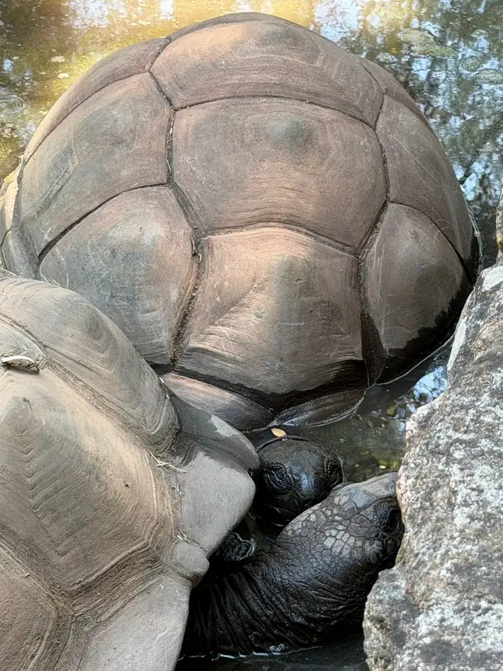 Zwei Riesenschildkröten mit hohen Panzern zwischen Felsen