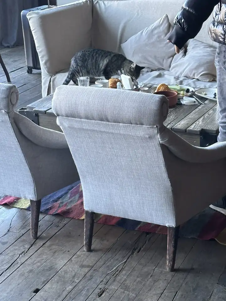 Getigerte Hauskatze am Frühstückstisch in der Lounge des Rooms Hotel Kazbegi