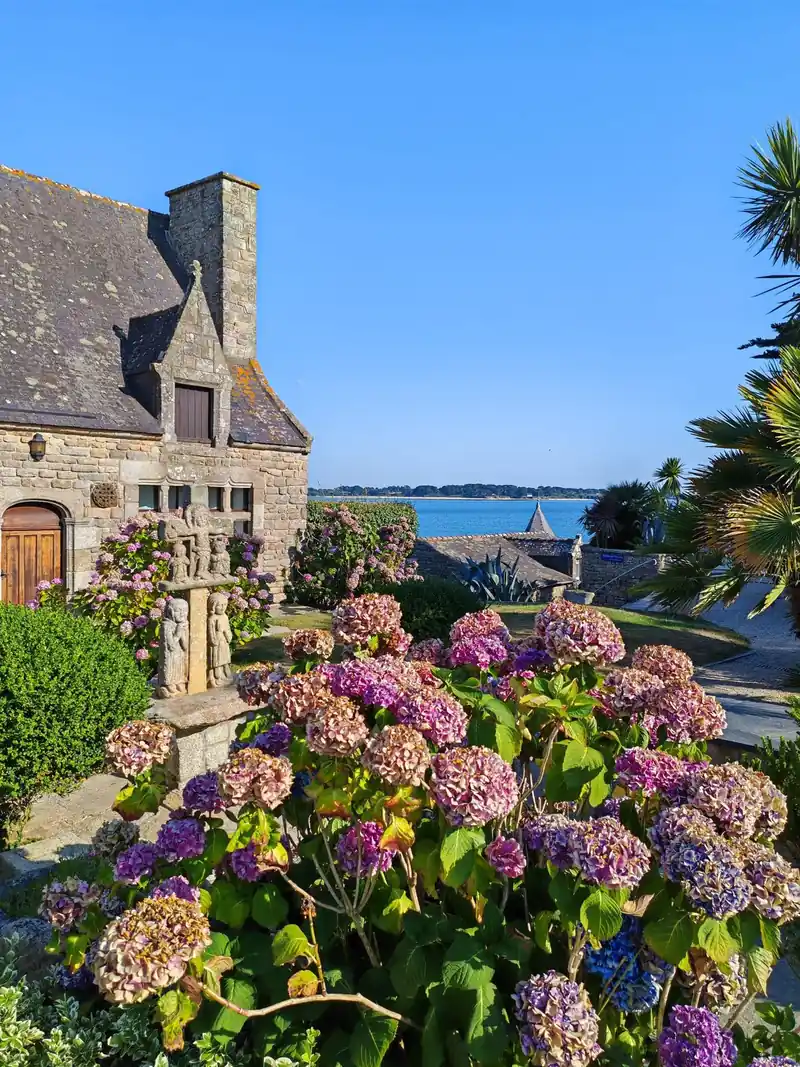 Großer Busch mit lila und rosa Hortensien vor einem Steinhaus, dahinter das Meer