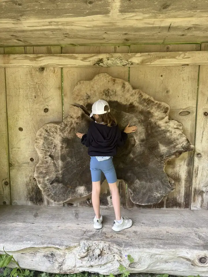 Kind von hinten mit weißer Kappe, die Hände auf einer riesigen Baumscheibe in einem Holzhäuschen, in das Namen geritzt sind