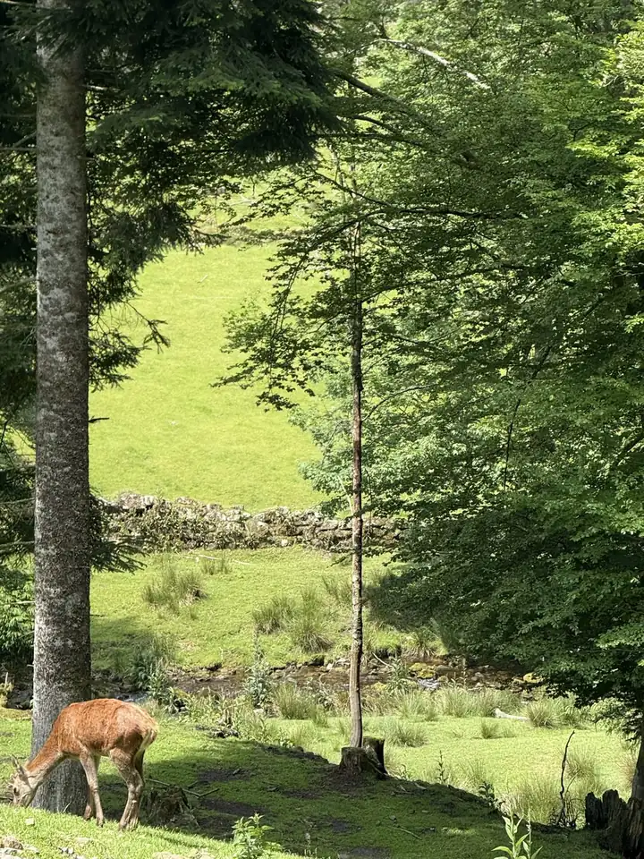 Ein Stück Rotwild grast am Hang unter einer hohen Tanne, dahinter ein Bach, eine Trockenmauer und eine grüne Wiese