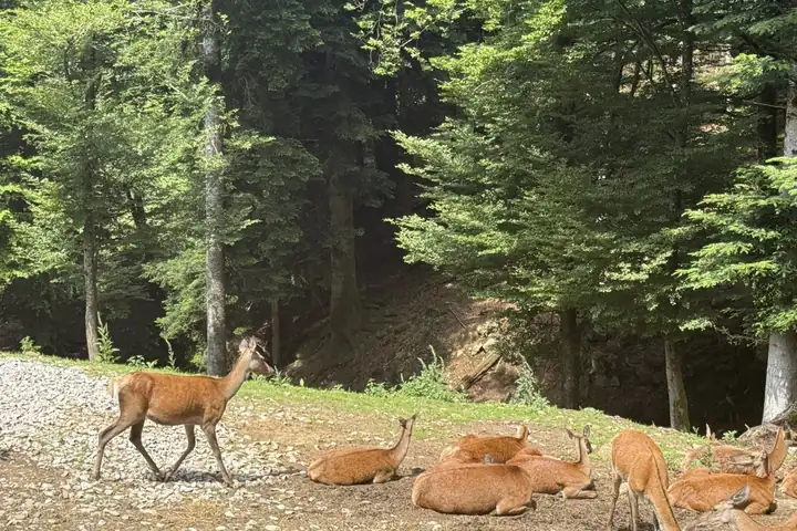 Rotwild am Waldrand, mehrere Tiere liegen im Schatten, eines geht über einen Kiesplatz, dahinter hohe Tannen und Buchen