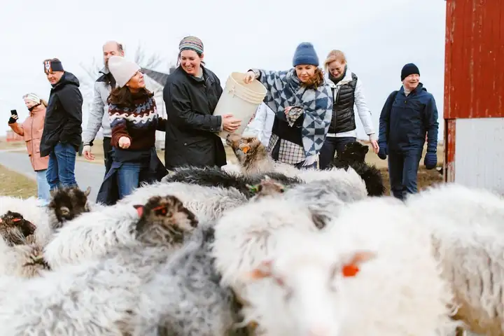 Gäste in Winterjacken und Mützen füttern eine Herde Schafe mit dichtem Fell